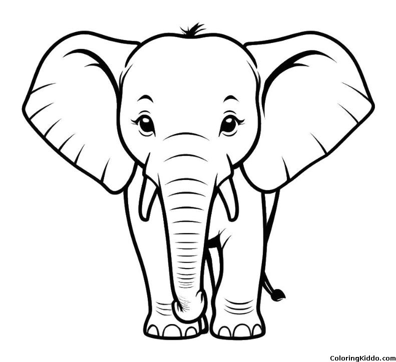 an adult elephant with tusks